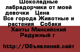 Шоколадные лабрадорчики от моей девочки › Цена ­ 25 000 - Все города Животные и растения » Собаки   . Ханты-Мансийский,Радужный г.